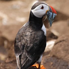  Puffin by Les Dodd